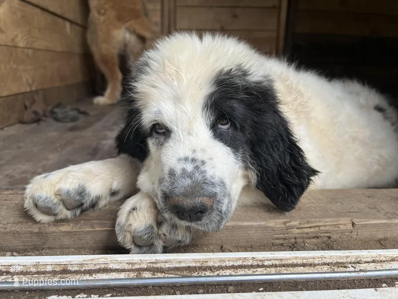 Stella, a female Great Pyrenees and Newfoundland for sale in Clearlake Oaks, CA – Photo 1 of 4