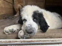 Stella, a female Great Pyrenees and Newfoundland for sale in Clearlake Oaks, CA – Photo 1 of 4