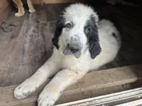 Stella, a female Great Pyrenees and Newfoundland for sale in Clearlake Oaks, CA – Photo 2 of 4