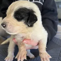 Newfie #3, a female Great Pyrenees and Newfoundland for sale in Clearlake Oaks, CA – Photo 1 of 2
