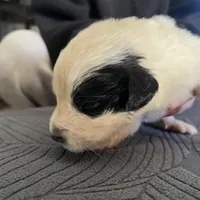 Newfie #3, a female Great Pyrenees and Newfoundland for sale in Clearlake Oaks, CA – Photo 2 of 2