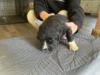 processed/3e53c58e-8780-4326-999e-519ba3bb8c46/listing/d8ff34d3-f146-458b-bebd-cc7802d674df/0ad42afb-8039-4f72-b014-0058784501b5