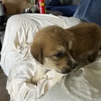 Cinnamon , a female Great Pyrenees and Newfoundland for sale in Clearlake Oaks, CA – Photo 4 of 9