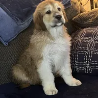 Cinnamon , a female Great Pyrenees and Newfoundland for sale in Clearlake Oaks, CA – Photo 7 of 9