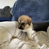 Cinnamon , a female Great Pyrenees and Newfoundland for sale in Clearlake Oaks, CA – Photo 3 of 9