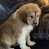 Cinnamon , a female Great Pyrenees and Newfoundland for sale in Clearlake Oaks, CA – Photo 8 of 9