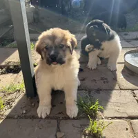 Cinnamon , a female Great Pyrenees and Newfoundland for sale in Clearlake Oaks, CA – Photo 2 of 9