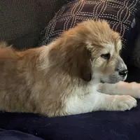 Cinnamon , a female Great Pyrenees and Newfoundland for sale in Clearlake Oaks, CA – Photo 9 of 9
