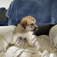 Cinnamon , a female Great Pyrenees and Newfoundland for sale in Clearlake Oaks, CA – Photo 6 of 9