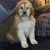 Cinnamon , a female Great Pyrenees and Newfoundland for sale in Clearlake Oaks, CA – Photo 1 of 9