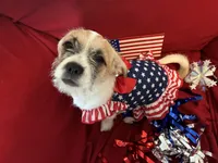 Macy, a female Chihuahua and Shih Tzu for sale in Lakeland, FL – 2 of 10
