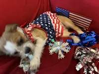 Mia, a female Chihuahua and Shih Tzu for sale in Lakeland, FL – 2 of 10