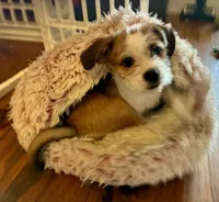 Mia, a female Chihuahua and Shih Tzu for sale in Lakeland, FL – 4 of 10