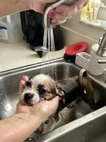 Mia, a female Chihuahua and Shih Tzu for sale in Lakeland, FL – 9 of 10