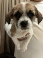 Macy, a female Chihuahua and Shih Tzu for sale in Lakeland, FL – 2 of 5