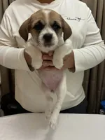 Macy, a female Chihuahua and Shih Tzu for sale in Lakeland, FL – 3 of 5