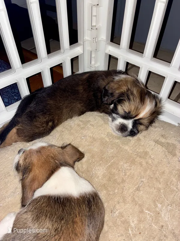 Midas – Chihuahua, Shih Tzu puppy for sale in Lakeland, FL