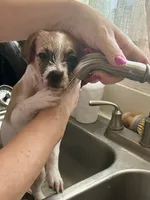 Macy, a female Chihuahua and Shih Tzu for sale in Lakeland, FL – 6 of 10