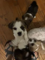 Mia, a female Chihuahua and Shih Tzu for sale in Lakeland, FL – 2 of 4