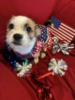 Mia, a female Chihuahua and Shih Tzu for sale in Lakeland, FL – 3 of 10