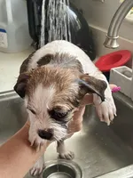 Mia, a female Chihuahua and Shih Tzu for sale in Lakeland, FL – 7 of 10