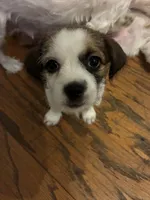 Mia, a female Chihuahua and Shih Tzu for sale in Lakeland, FL – 3 of 4