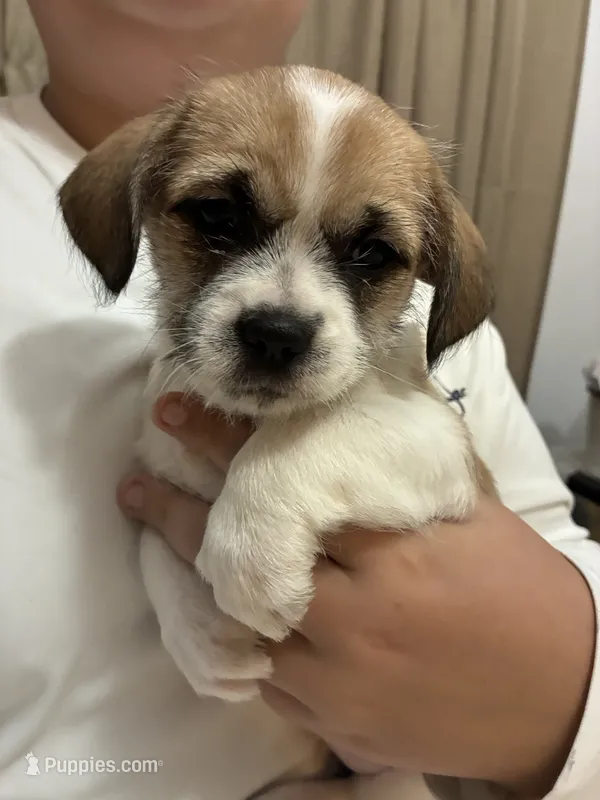 Macy – Chihuahua, Shih Tzu puppy for sale in Lakeland, FL