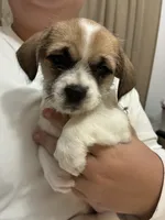 Macy, a female Chihuahua and Shih Tzu for sale in Lakeland, FL – 1 of 5