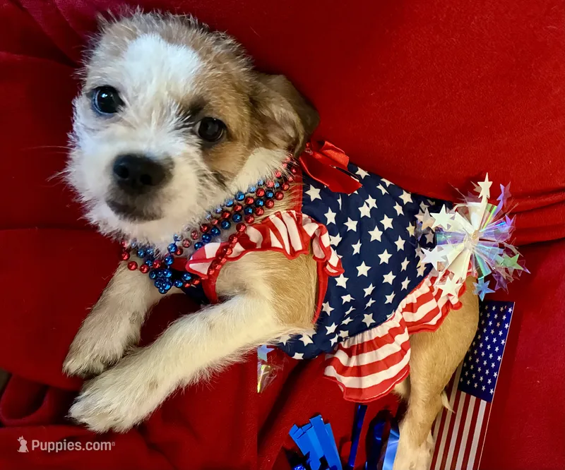 Mia – Chihuahua, Shih Tzu puppy for sale in Lakeland, FL