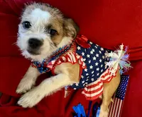 Mia, a female Chihuahua and Shih Tzu for sale in Lakeland, FL – 1 of 10