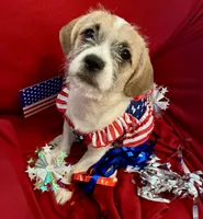 Macy, a female Chihuahua and Shih Tzu for sale in Lakeland, FL – 1 of 10