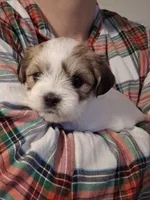 Mona, a female Chihuahua and Shih Tzu for sale in Lakeland, FL – 6 of 6