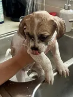 Macy, a female Chihuahua and Shih Tzu for sale in Lakeland, FL – 7 of 10