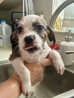 Mia, a female Chihuahua and Shih Tzu for sale in Lakeland, FL – 10 of 10