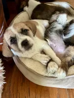 Macy, a female Chihuahua and Shih Tzu for sale in Lakeland, FL – 4 of 10