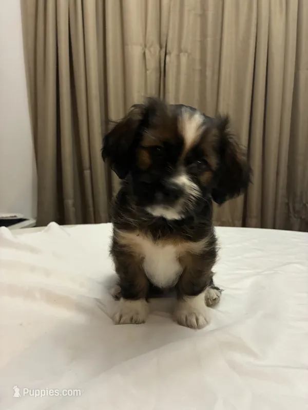 Moose – Chihuahua, Shih Tzu puppy for sale in Lakeland, FL