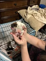 Mona, a female Chihuahua and Shih Tzu for sale in Lakeland, FL – 3 of 6