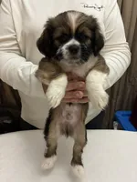 Midas, a male Chihuahua and Shih Tzu for sale in Lakeland, FL – 2 of 3