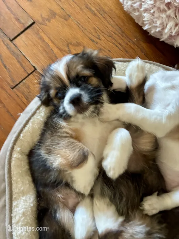 Midas – Chihuahua, Shih Tzu puppy for sale in Lakeland, FL