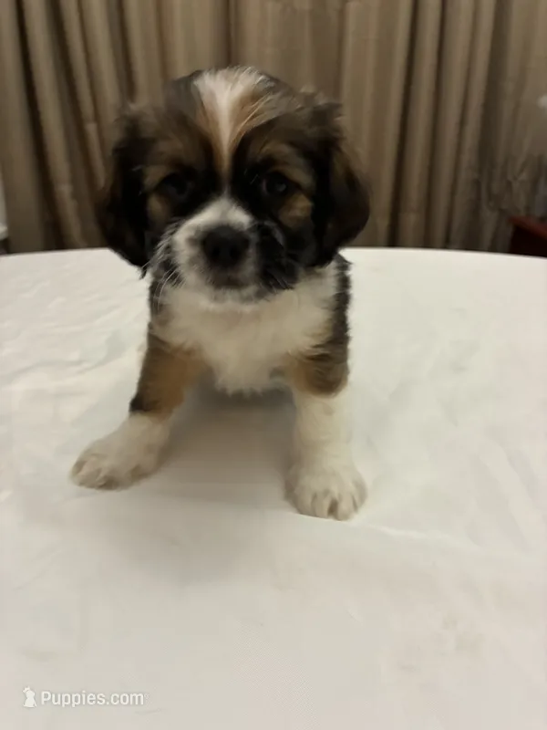 Midas – Chihuahua, Shih Tzu puppy for sale in Lakeland, FL