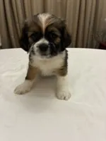 Midas, a male Chihuahua and Shih Tzu for sale in Lakeland, FL – 1 of 3