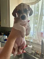 Macy, a female Chihuahua and Shih Tzu for sale in Lakeland, FL – 10 of 10