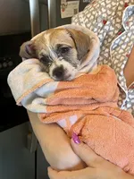 Macy, a female Chihuahua and Shih Tzu for sale in Lakeland, FL – 5 of 10