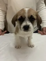 Macy, a female Chihuahua and Shih Tzu for sale in Lakeland, FL – 4 of 5