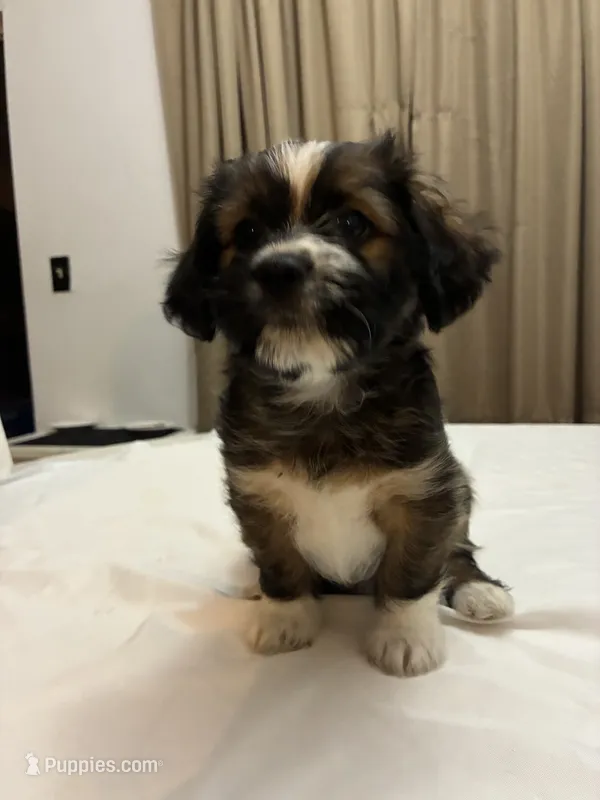 Moose – Chihuahua, Shih Tzu puppy for sale in Lakeland, FL