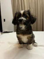 Moose, a male Chihuahua and Shih Tzu for sale in Lakeland, FL – 4 of 5