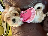 Mona, a female Chihuahua and Shih Tzu for sale in Lakeland, FL – 2 of 6