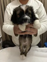 Moose, a male Chihuahua and Shih Tzu for sale in Lakeland, FL – 5 of 5