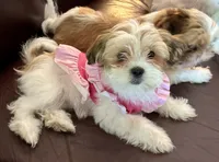 Mona, a female Chihuahua and Shih Tzu for sale in Lakeland, FL – 1 of 6