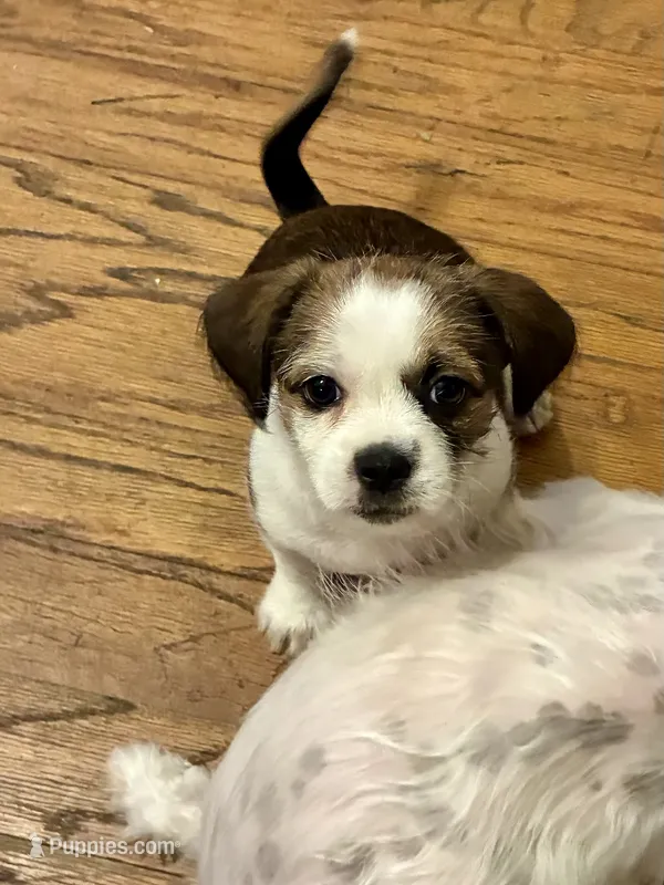 Mia – Chihuahua, Shih Tzu puppy for sale in Lakeland, FL